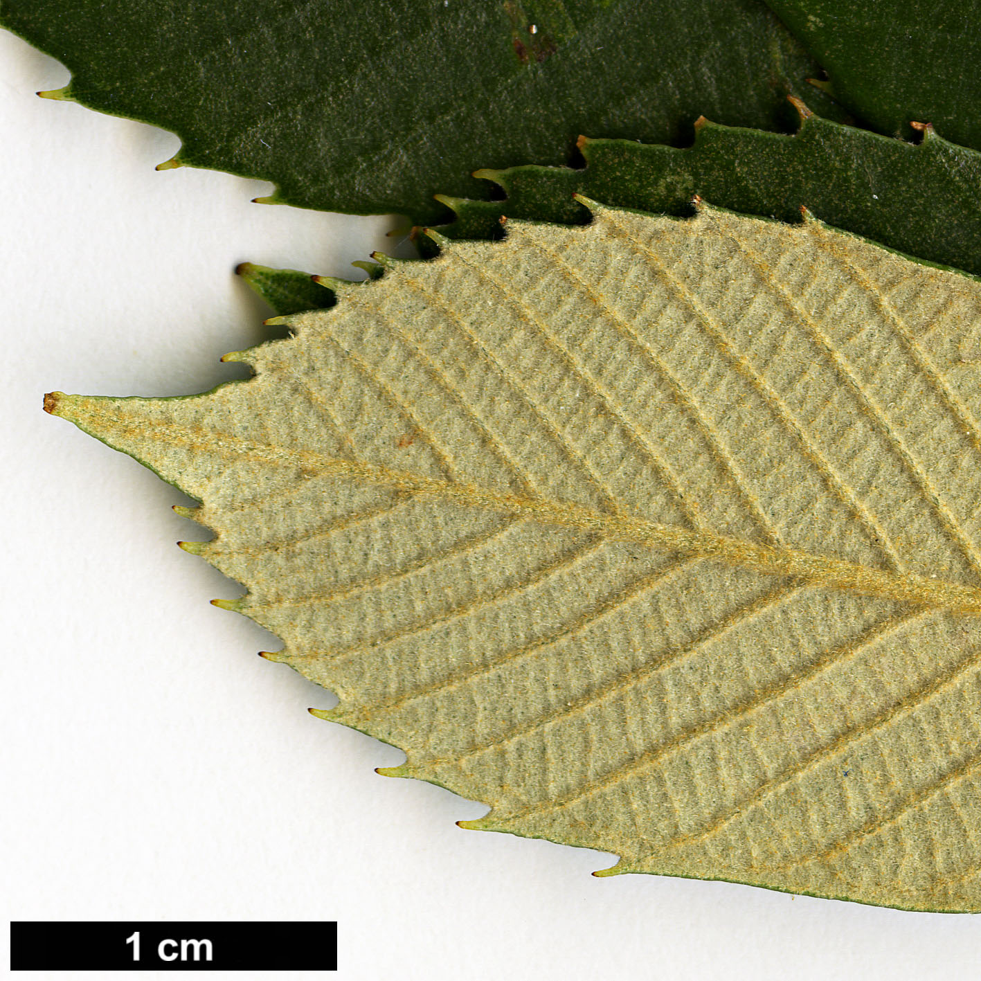 High resolution image: Family: Fagaceae - Genus: Quercus - Taxon: gilva